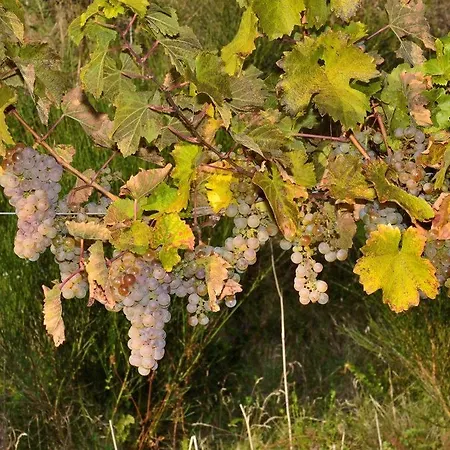 Weingut Konig Johann Konz